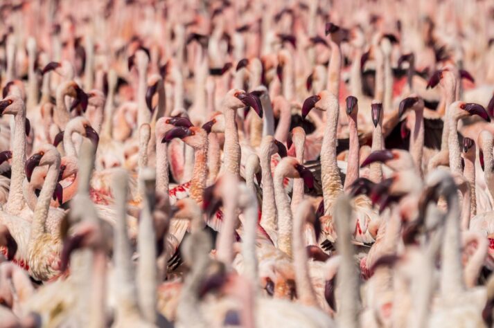 Flamenco enano en el lago Bogoria.