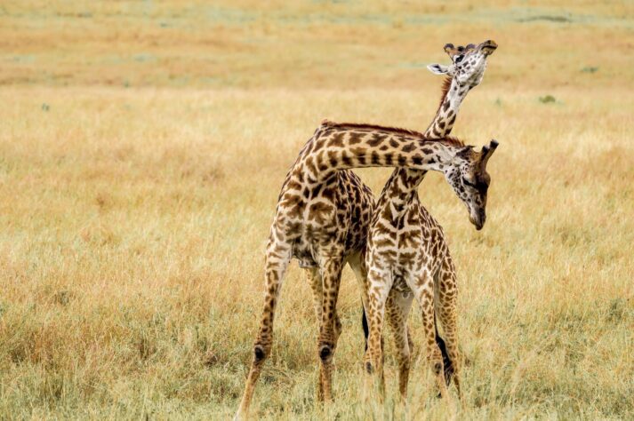Jirafas jóvenes peleando en el Masaai Mara.