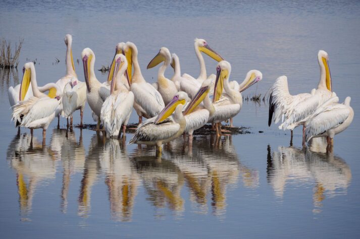 Pelícanos en el lago Nakuru.