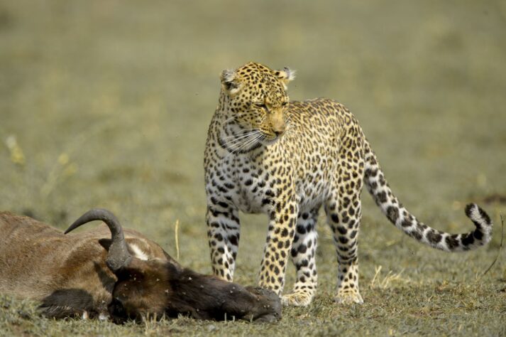 Leopardo en el Masaai Mara.