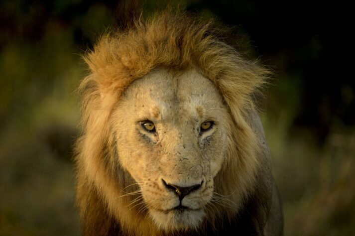 Macho de león en el Masaai Mara.