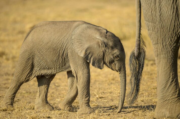Cría de elefante en Amboseli NP.