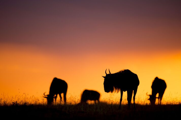 Ñus en el Masai Mara al atardecer.