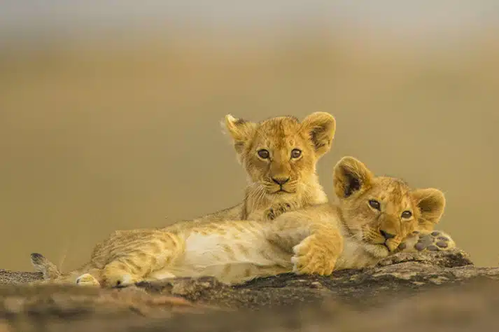 Viaje-Fotografico-Kenya-Safari-Clasico-2-5.jpg