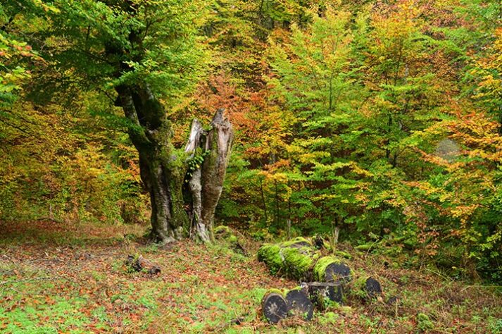 Viaje fotográfico BOSQUES DE OTOÑO con Iñaki Relanzon