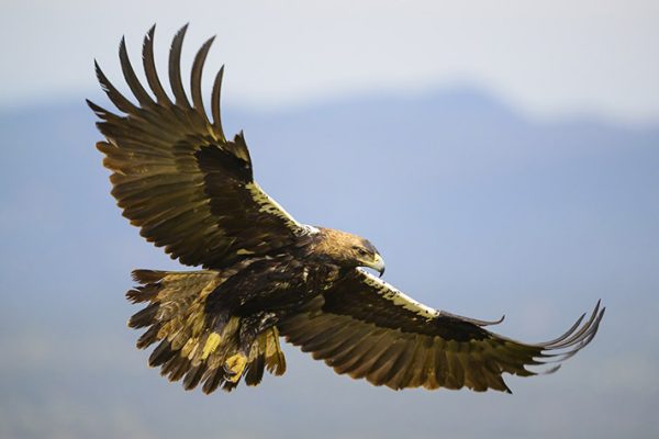 Águila imperial ibérica. Fotografía: Iñaki Relanzón