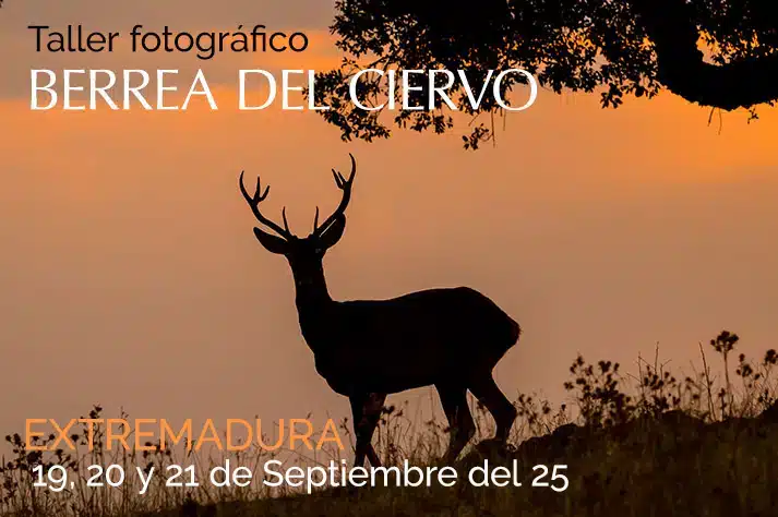 Berrea-del-ciervo-Extremadura-5