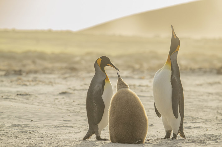 Viaje fotográfico a Malvinas 2028