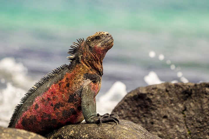 Isla Lobos (Lobos Island), west of San Cristobal. Galapagos Islands, Ecuador.