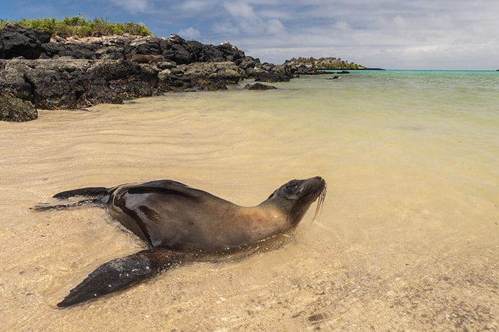 Isla Lobos (Lobos Island), west of San Cristobal. Galapagos Islands, Ecuador.