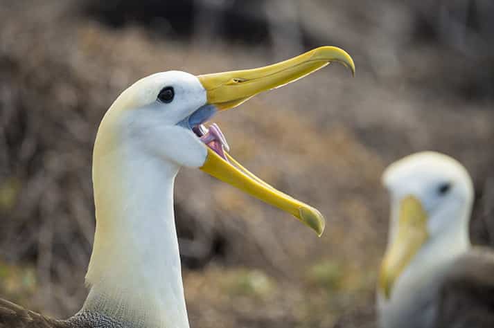 Isla Lobos (Lobos Island), west of San Cristobal. Galapagos Islands, Ecuador.