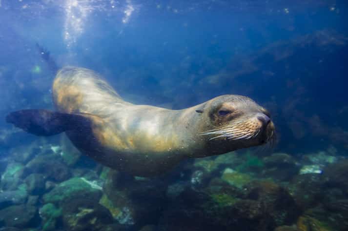 Isla Lobos (Lobos Island), west of San Cristobal. Galapagos Islands, Ecuador.