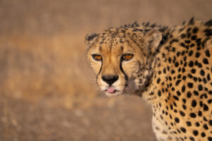Viaje fotografico a Namibia con Iñaki Relanzon