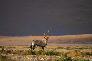 Viaje fotografico a Namibia con Iñaki Relanzon