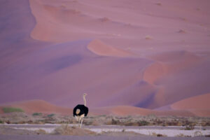 Viaje fotografico a Namibia con Iñaki Relanzon